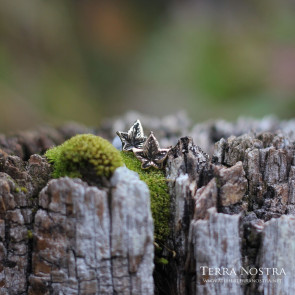 Puces d'oreille "Hedera" — Petit format